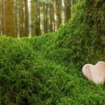 Bestattung im Wald für Naturverbundene